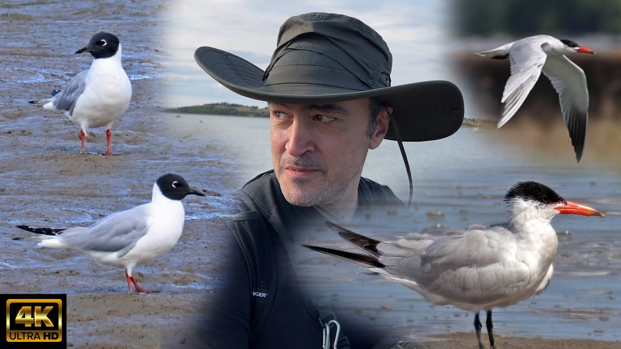 World's Most Famous Gull? Plus Unexpected UK MEGA! Bonaparte's Gull 13th Straight Year, Oare Marshes