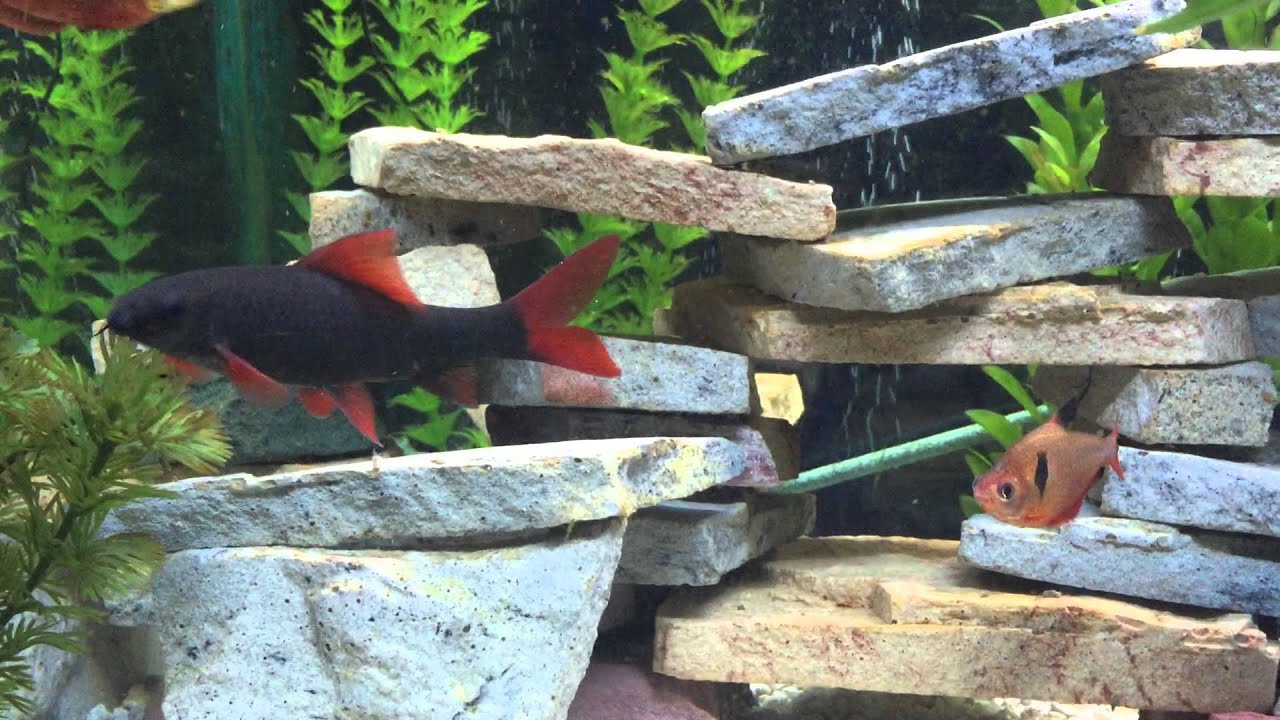 My Biggest Rainbow Shark