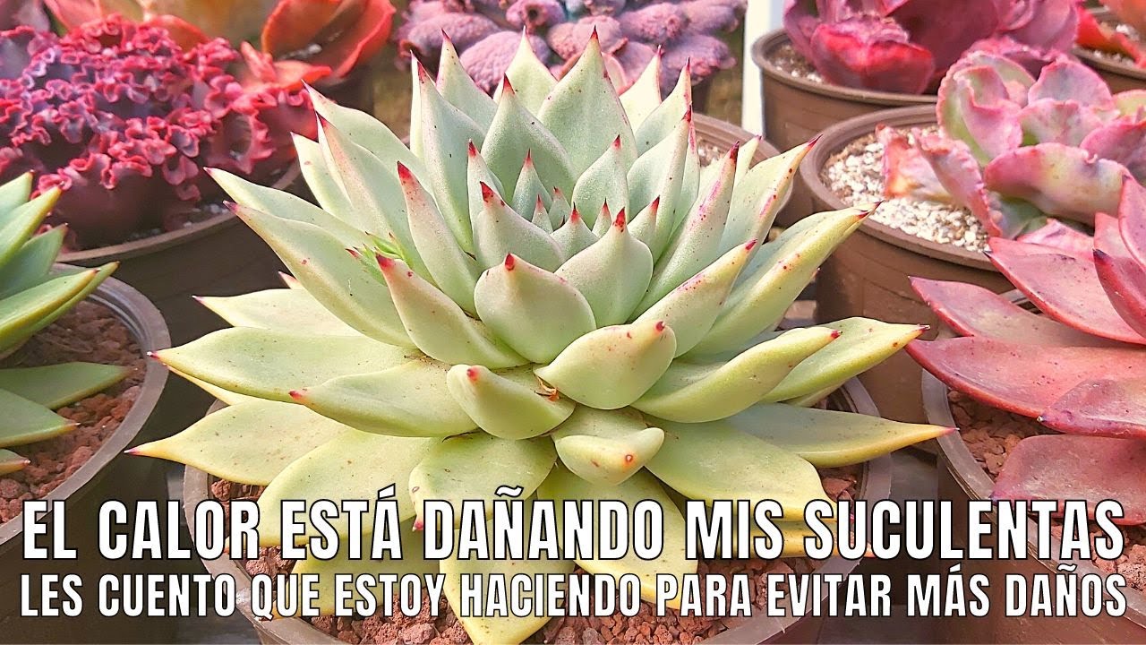 Mis plantas están sufriendo el calor + TIPS de cuidado de SUCULENTAS en verano