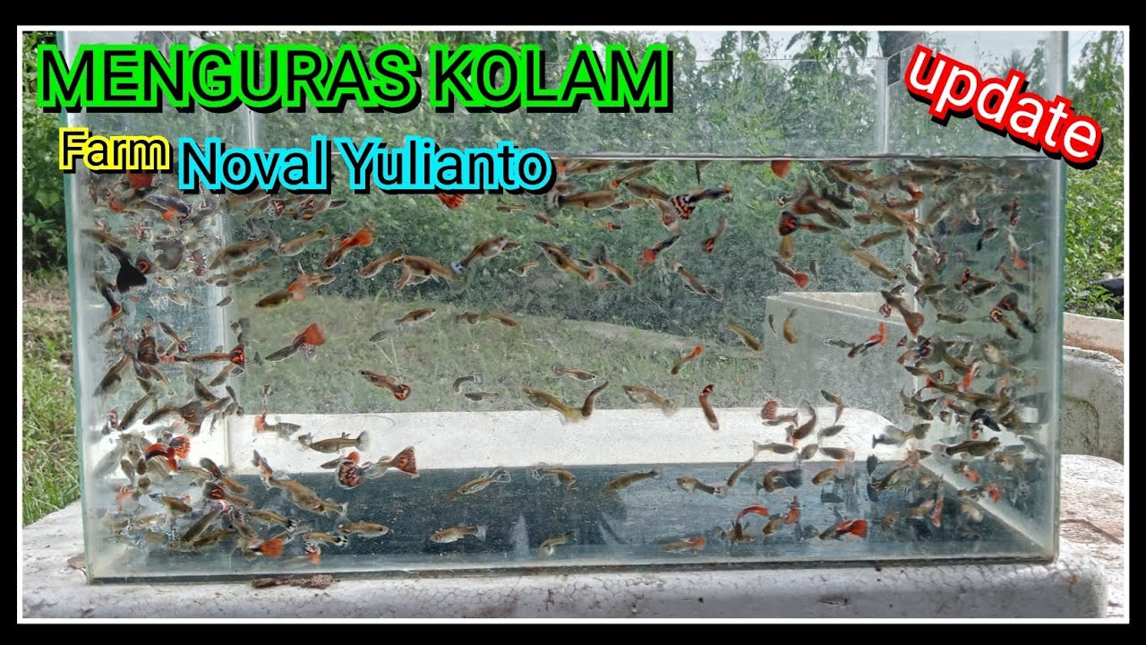 UPDATE farm !!   Menguras kolam guppy cendolan