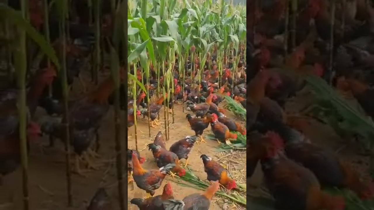 peternakan ayam joper