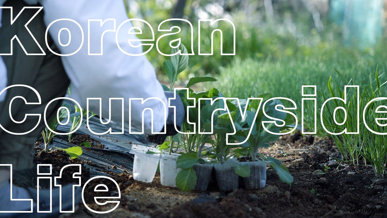 Planting chili, tomatoes, red mustard greens, chicory and kale | Korean countryside life [eng]