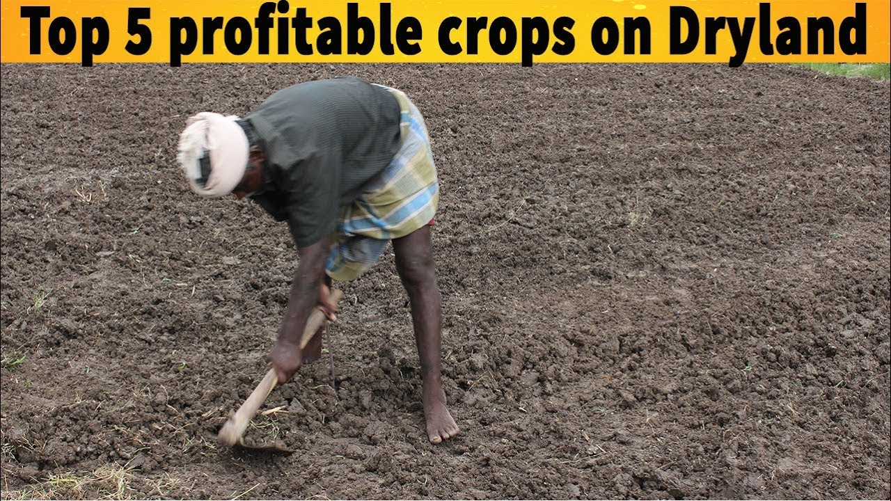 மானாவாரி நிலத்தில் நல்ல லாபம் தரும் 5 பயறுகள் | Top 5 profitable crops on Dryland | Manavari crops