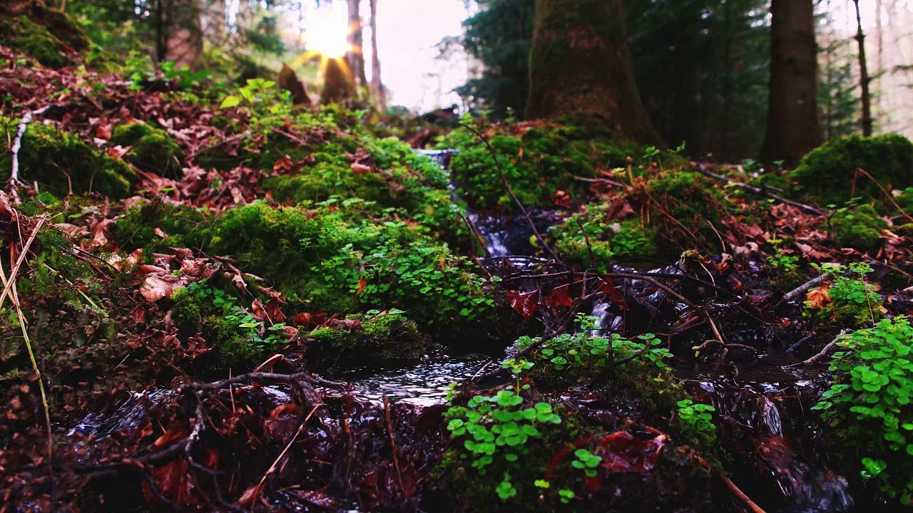 Nature Sounds of Black Forest #1: Rippling Water and Birds ... to Study, Focus, Calm Down