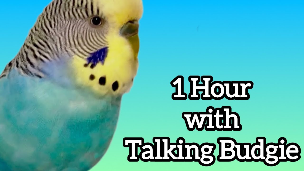 1 hour with a Talking Singing Budgie