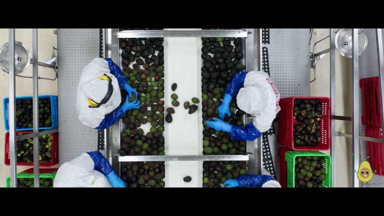 CALAVO FOODS