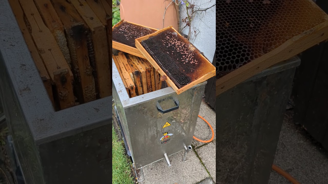 Varroaschaden am Bienenvolk