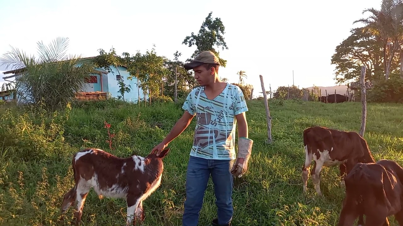 COMO CRIAR BEZERROS NOVOS DE VACAS DE ORDENHAS EM UM PEQUENO ESPAÇO