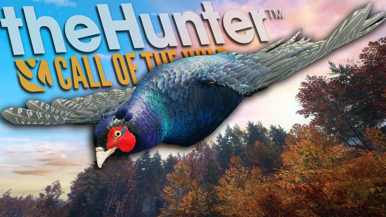 THE BLUE PHEASANT IS DOWN! New England Mountains Gave Us A Melanistic Pheasant! Call of the wild