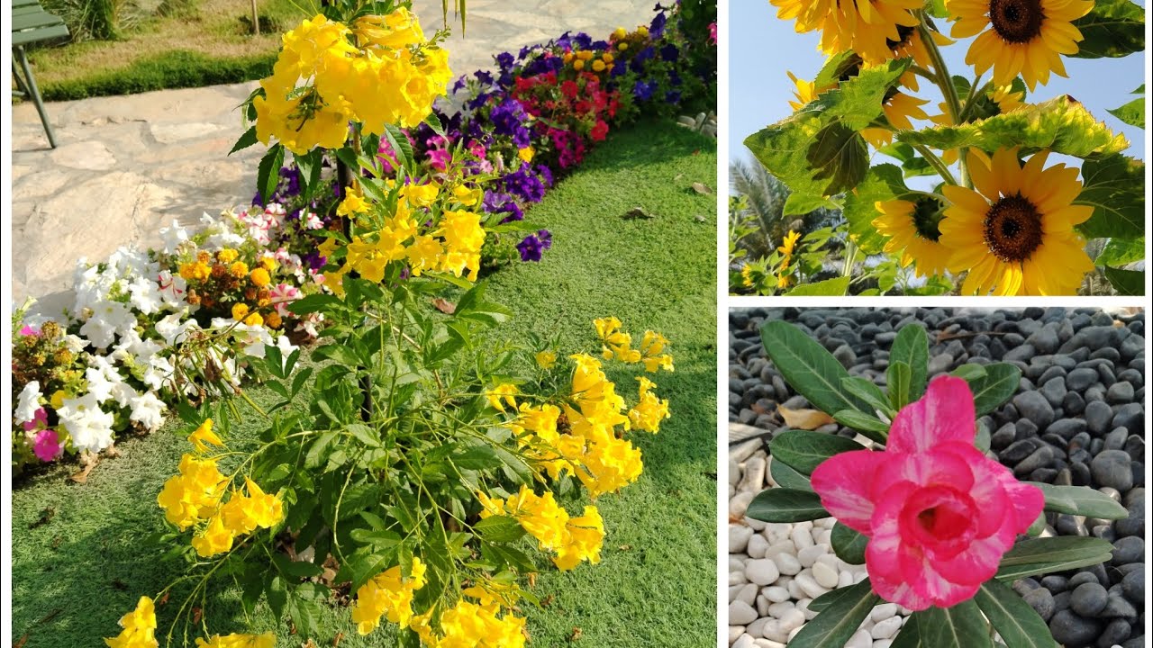 #Flowers Lovers Farming🌺💐🌺🥀🌹🌸#plants#ihavethisthingwithplants 