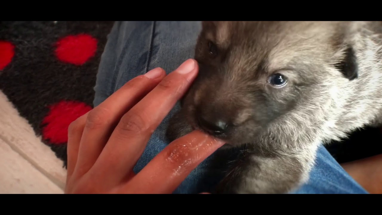 1 an avec Akela - Chien-loup de Saarloos