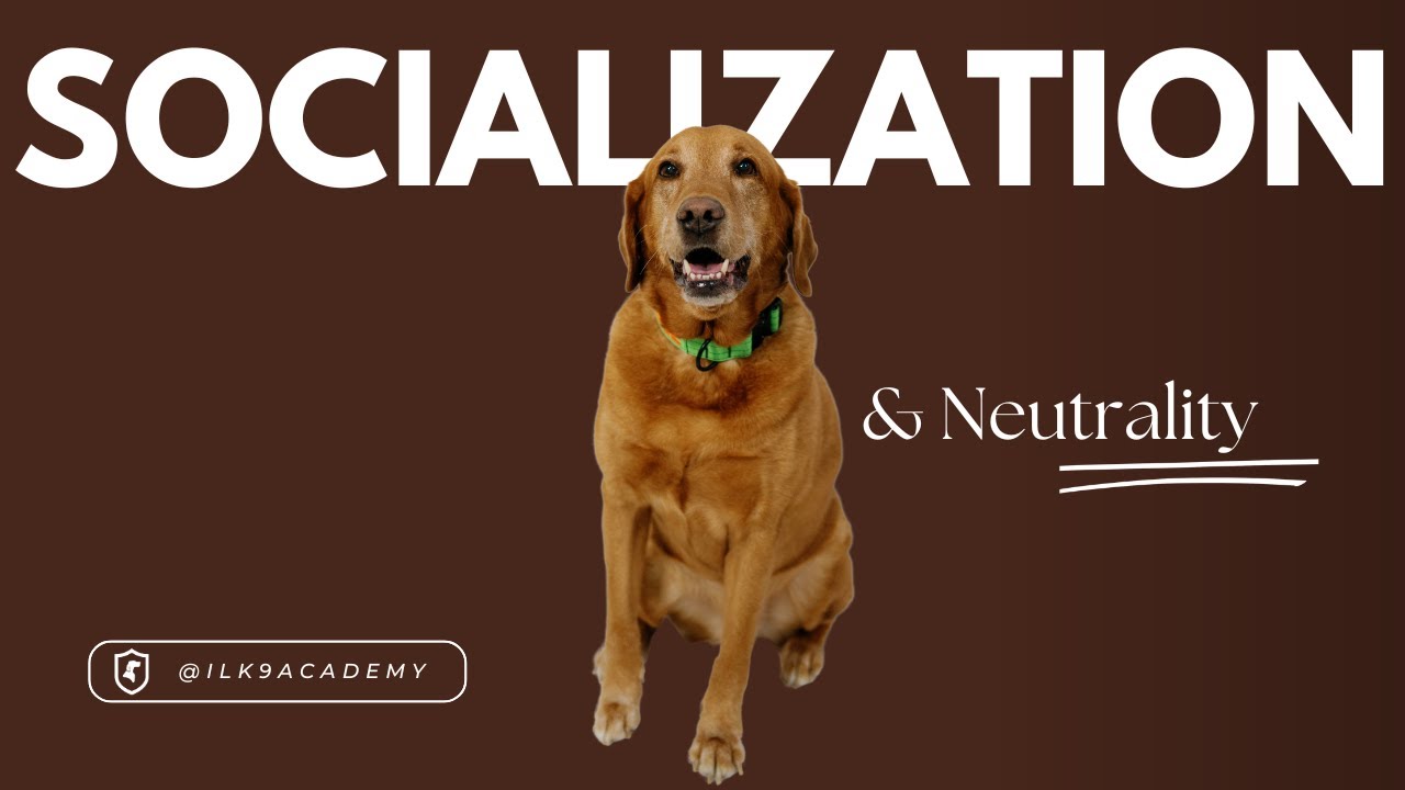 Socialization & Neutrality (Passive vs Active)