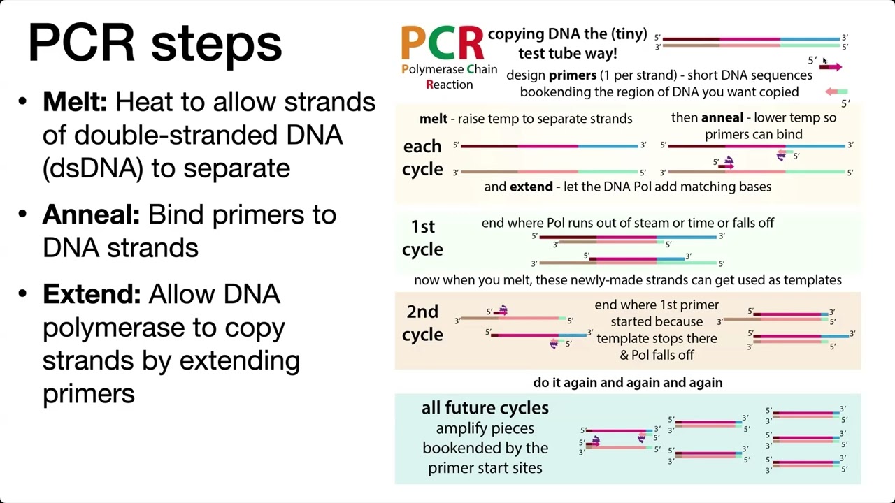 PCR (Polymerase Chain Reaction) overview, design, and troubleshooting tips