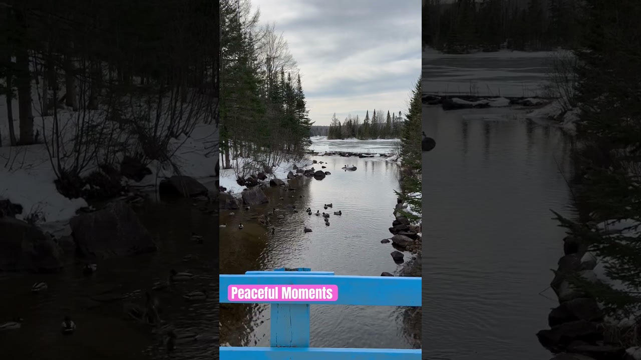 Tranquil Lake Serenity: Ducks and Nature Sounds for Peaceful Moments.#nature #peaceful #relaxing