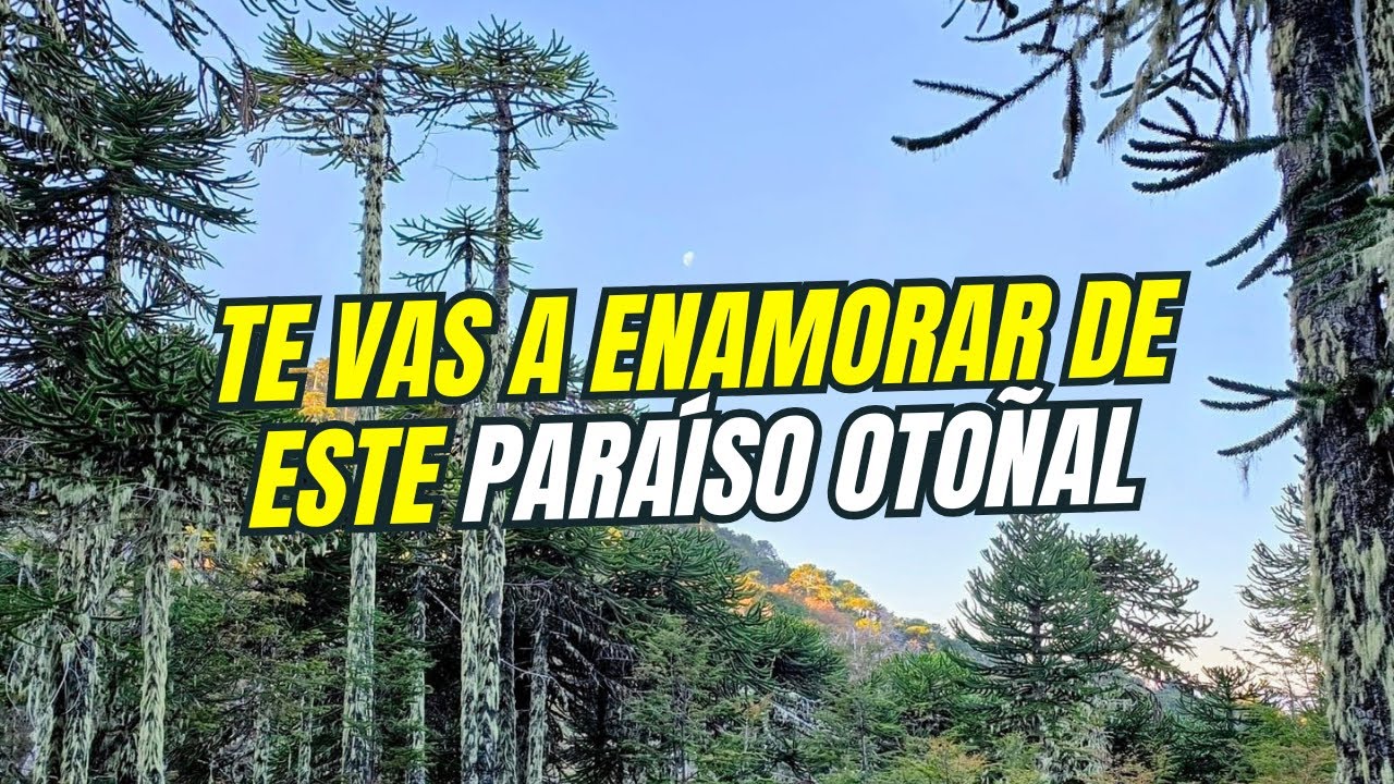 ¡Te vas a enamorar de este paraíso otoñal! Villa Pehuenia y Moquehue