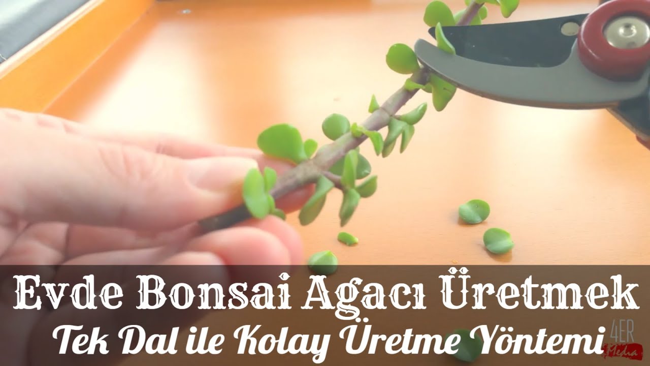 Bonsai Ağacı Nasıl Yapılır I Evde Bonsai Bitkisi Bakım, Dikim, Çoğaltma ve Üretim I Amatör - Kolay