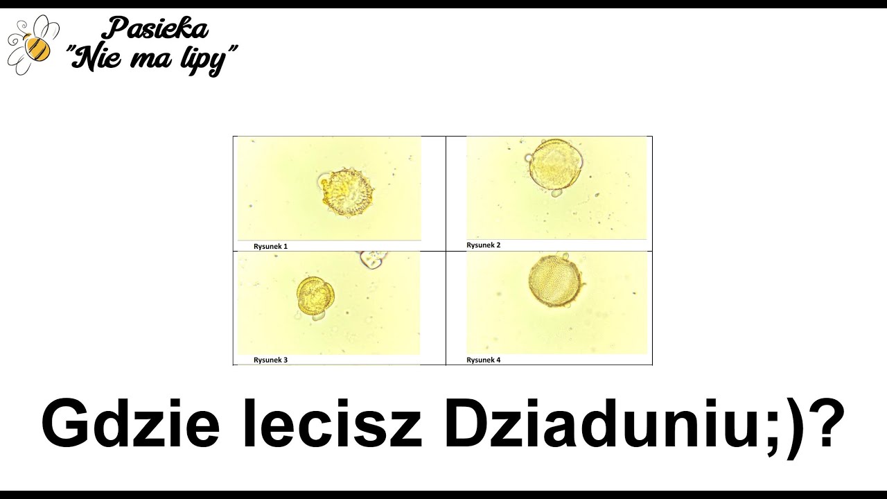 Analiza pyłkowa miodu czyli dobry sposób aby poszpiegować pszczoły. Badania miodu, próbki, mikroskop