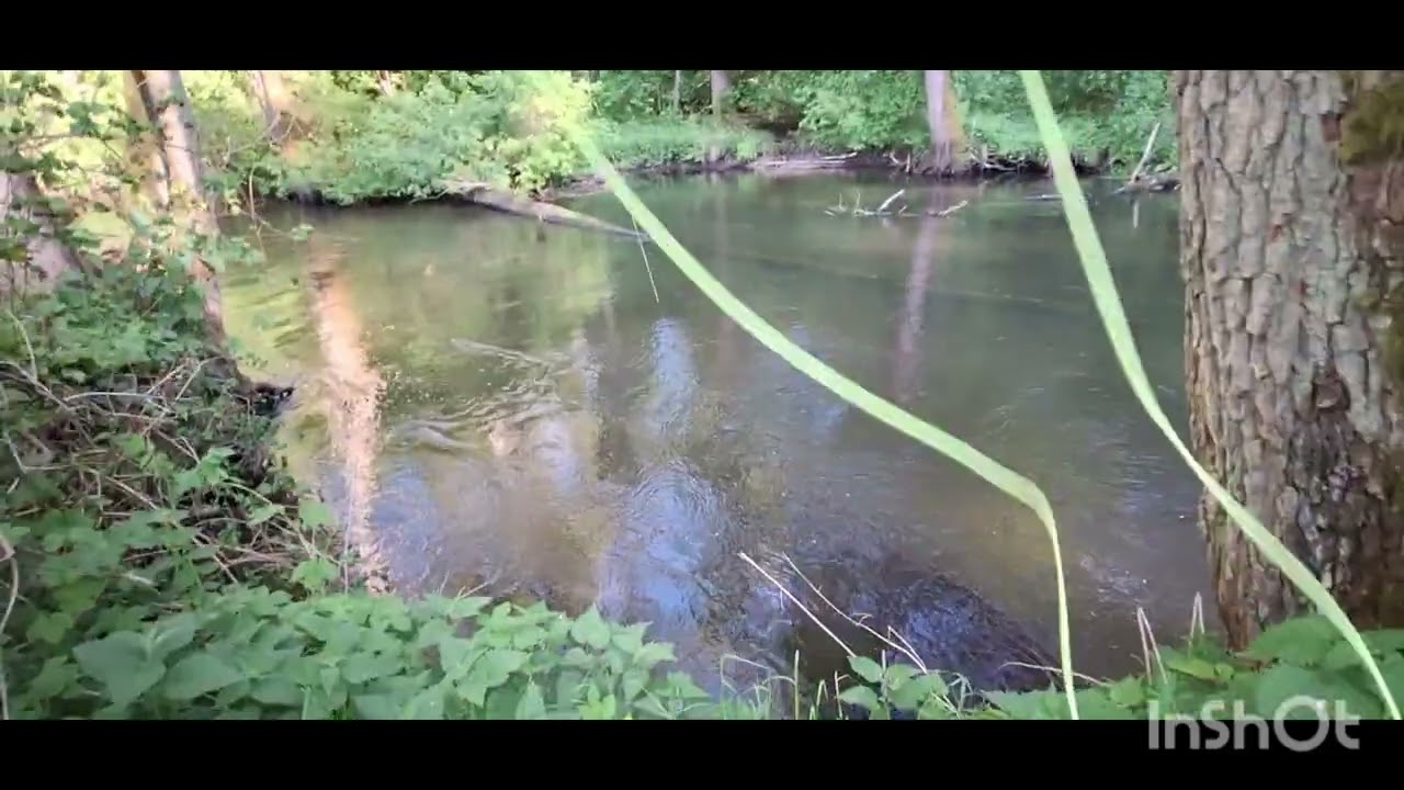Pierwsza w tym roku jętka majowa (may fly)