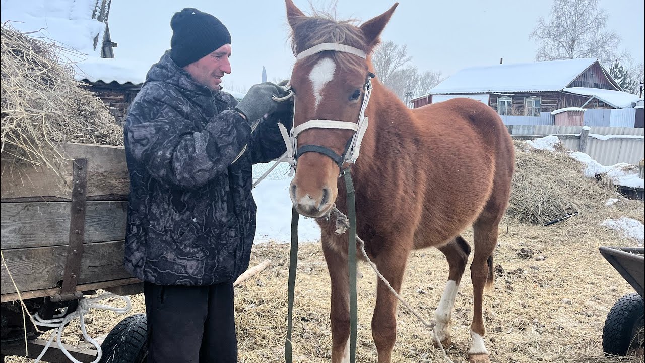Деревенская жизнь. Биркование коз🐐 Попытка №2 приучение к узде🐴. Лошадь задавила щенка!?😱