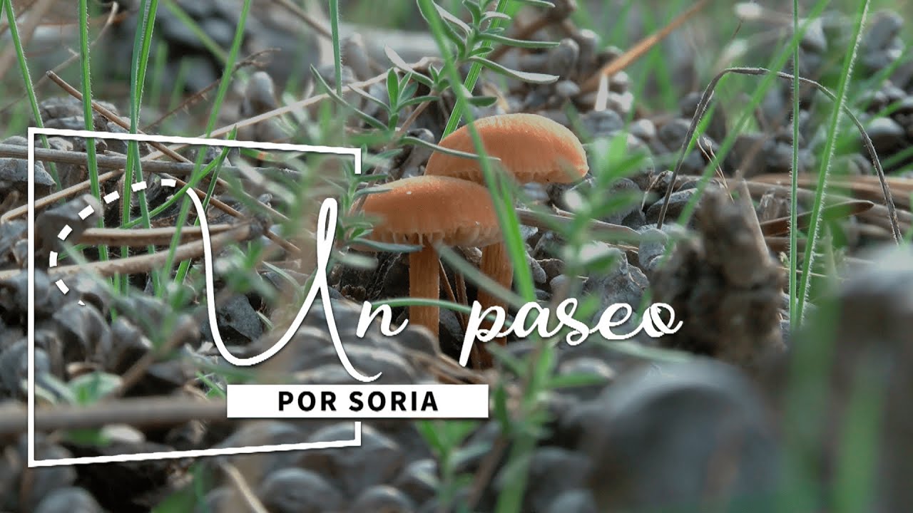 'UN PASEO POR SORIA': EL MUNDO MICOLÓGICO SORIANO