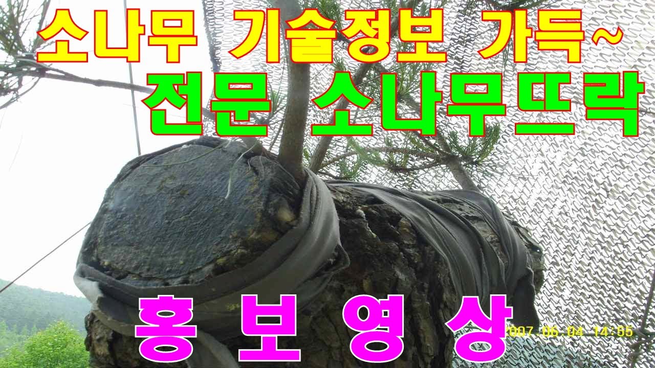 #명품조형송#소나무전지#개작#병해#수형구상(자연소나무,소장자,분재원탐방)#소나무관리#소나무접목#현장실무이론 등을 항목별로 