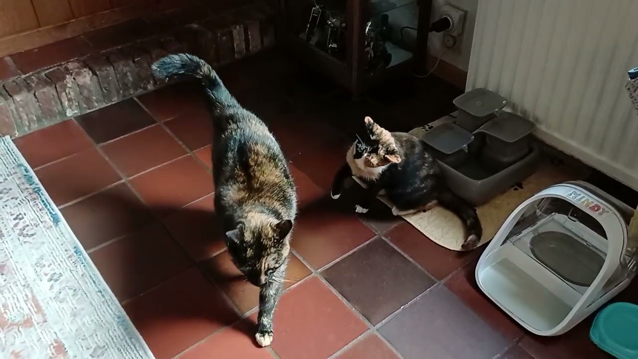 Samen spelen