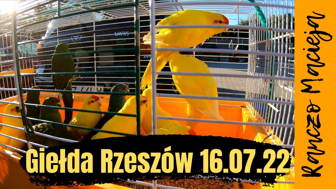 Giełda zwierząt w Rzeszowie 16.07.2022 