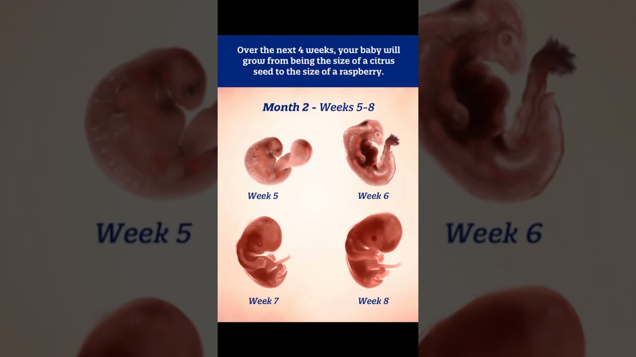 Second month of pregnancy