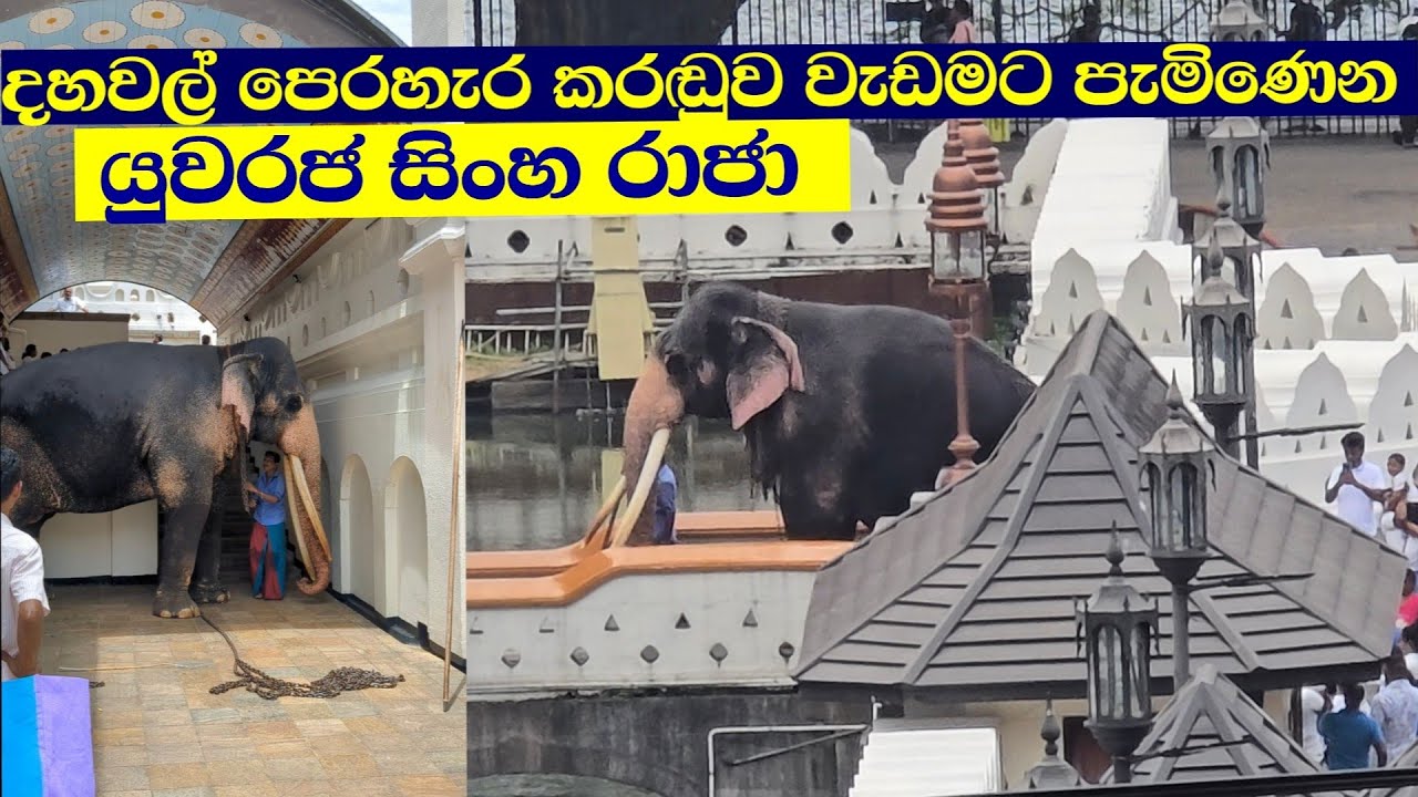 ඇසළ පෙරහැරේ අවසානය දහවල් පෙරහැරට එන යුවරජු සිංහ රාජා|Sinha raja 