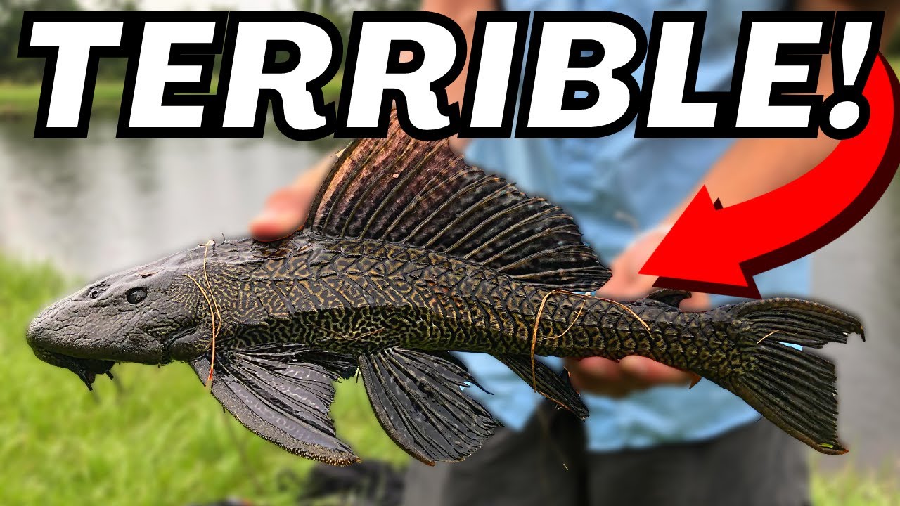 WHY SUCKERFISH SUCK!