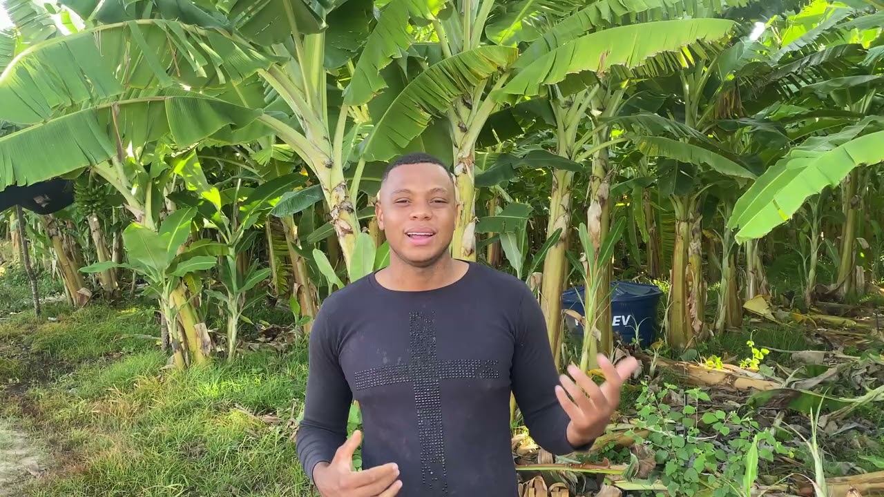 COMO GANHAR DINHEIRO COM BANANA !