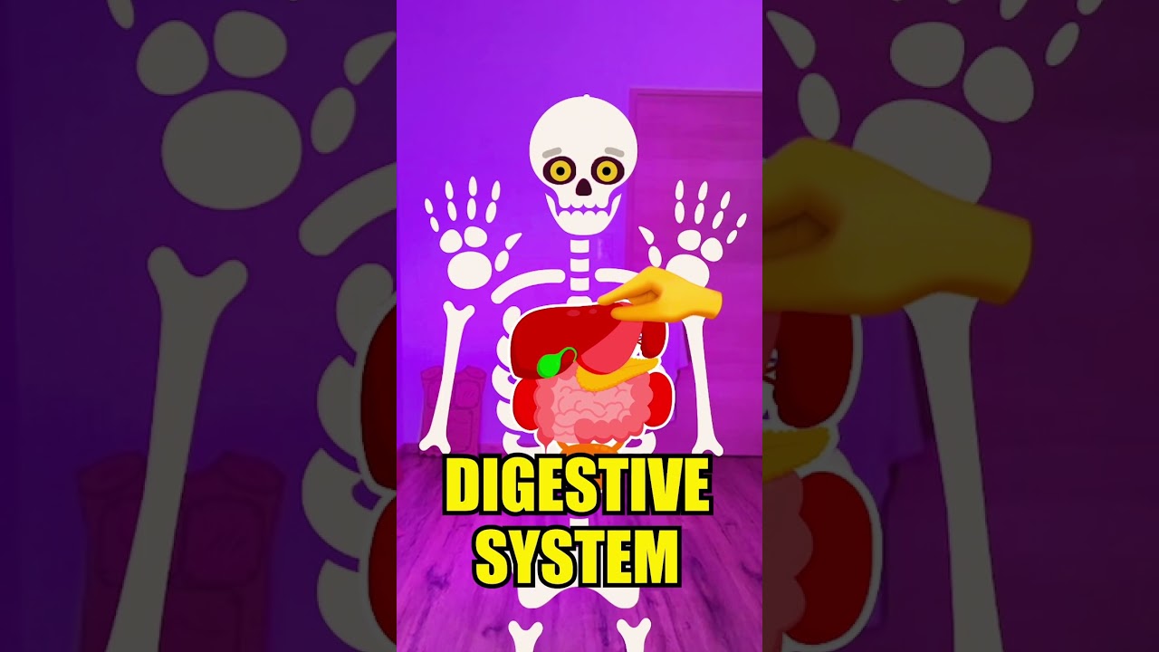 Let&rsquo;s Explore The Amazing Organs Inside Your Body! #learn #kidsvideo