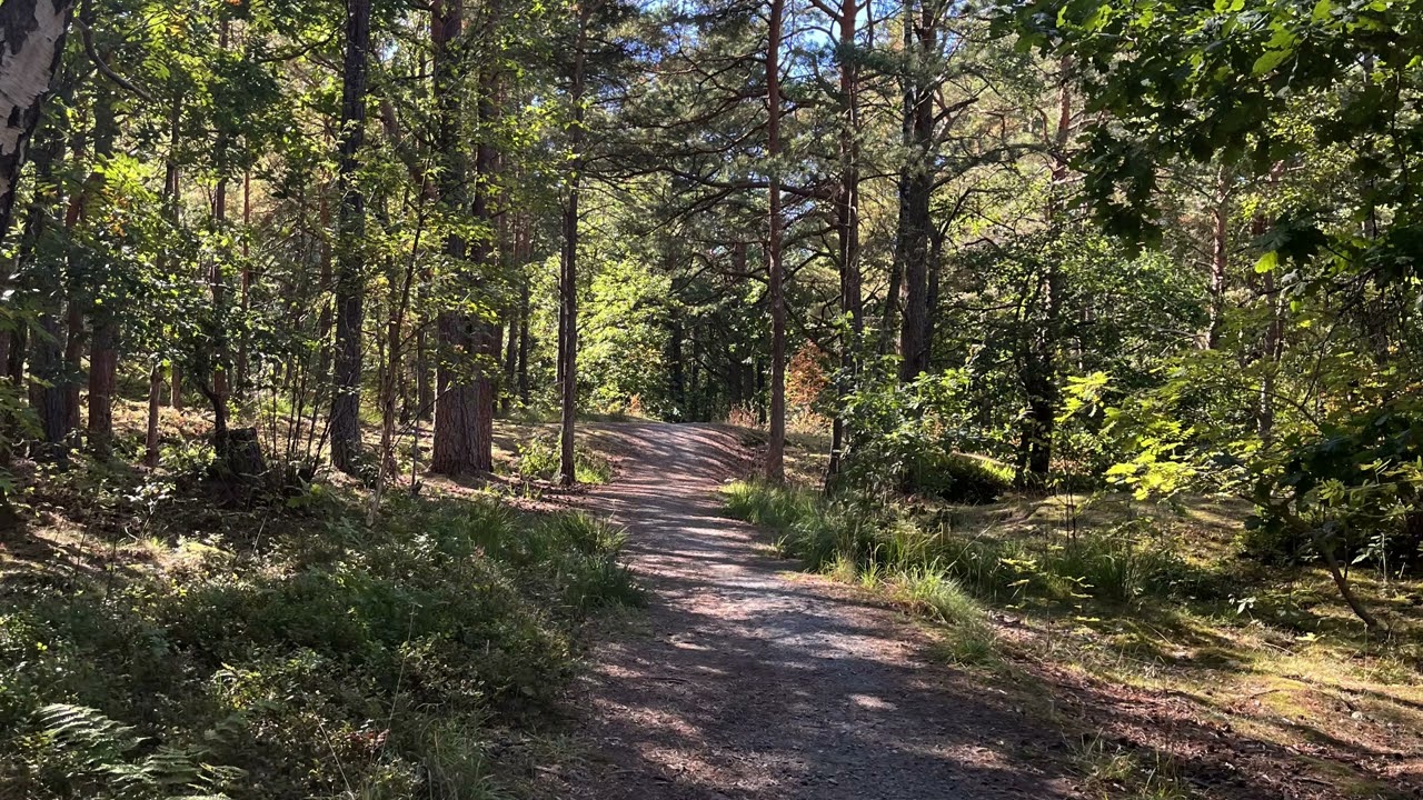 Woodland Serenade: Piano and Birdsong for Relaxation