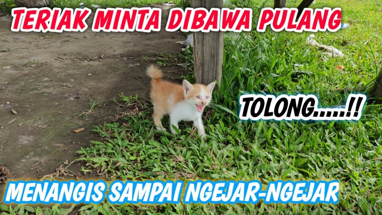 RESCUE ANAK KUCING DIBUANG DI DEKAT LAUT PENJUALAN IKAN ‼️