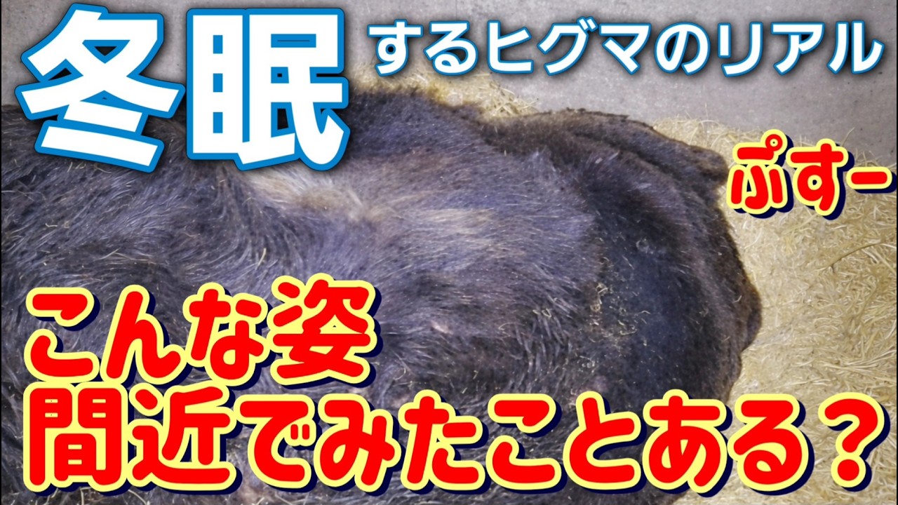 北海道で冬眠中のヒグマを見られるのはここだけ【サホロリゾートベア・マウンテン】