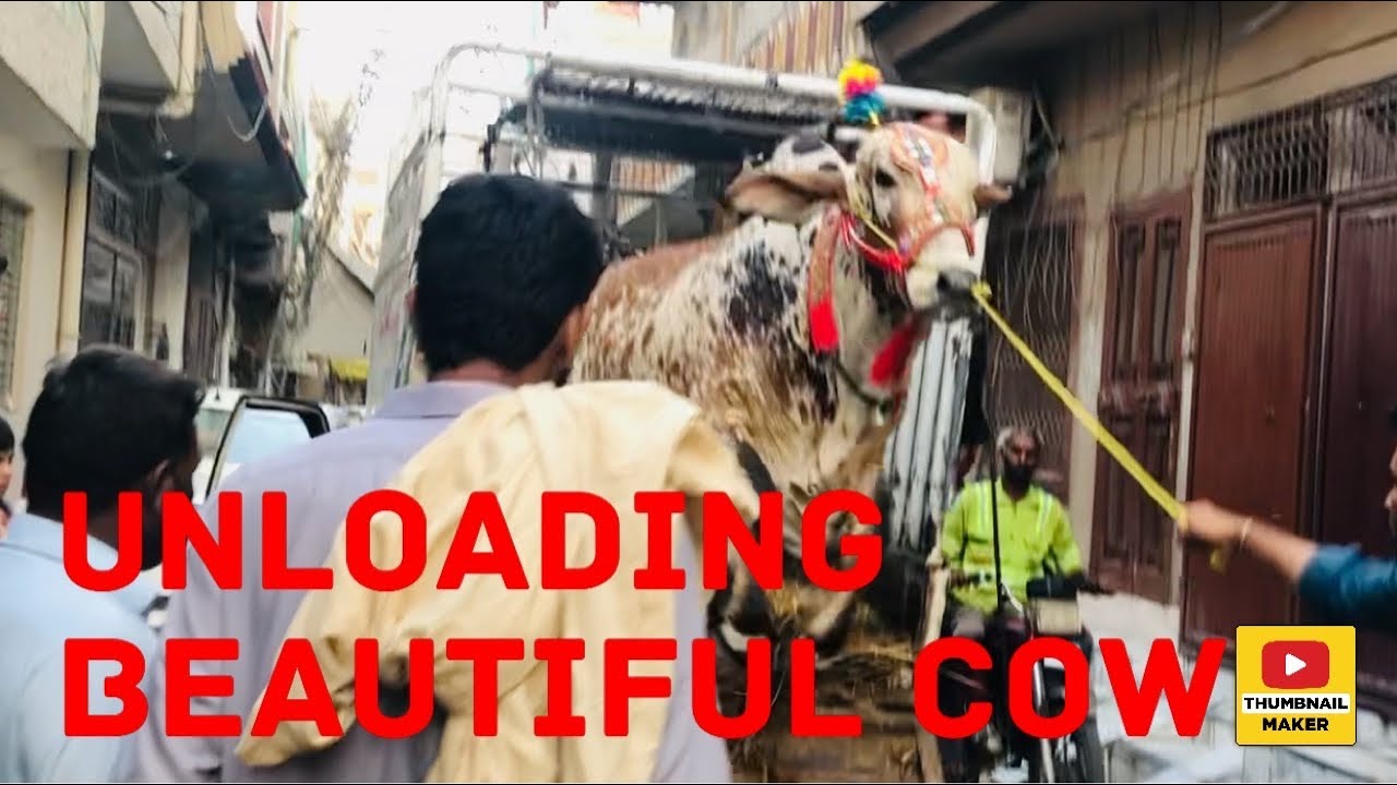 Unloading Beautiful big cow