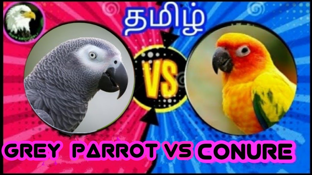 African grey parrot vs conure bird (which is best) | tamil | more about pets | MAP |