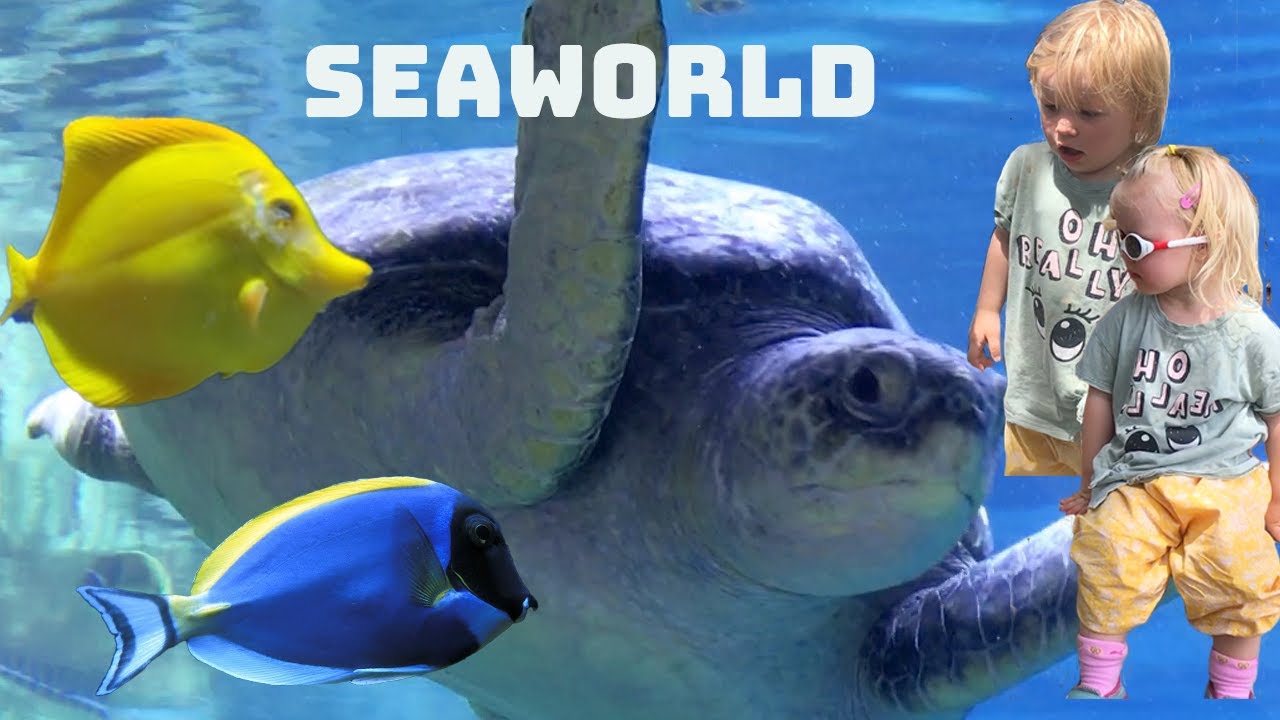 Emma and Ella's fun day at Seaworld | Sea Animals - Killer Whales, Dolphins, Turtles, Seals