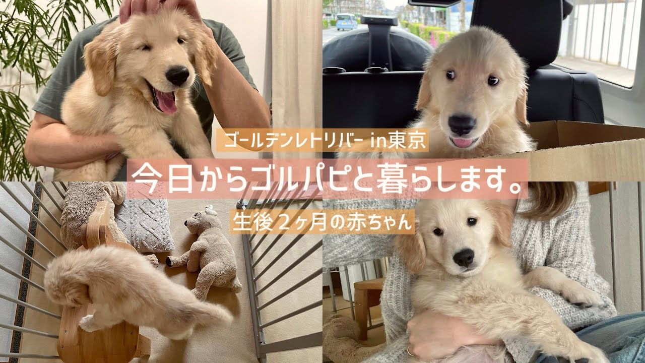 【生後2ヶ月】 今日からゴルパピと暮らします【ゴールデンレトリバーin Tokyo】