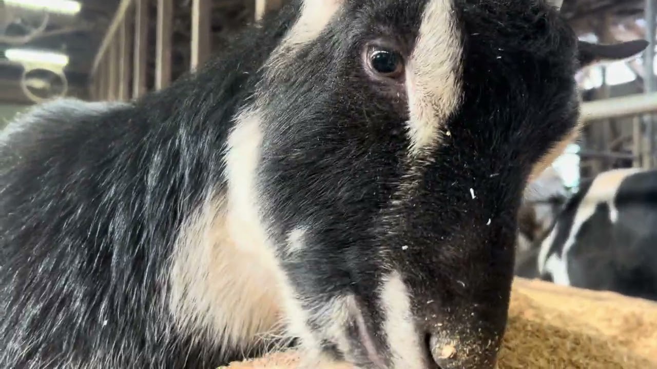 ウチの放し飼いのヤギ