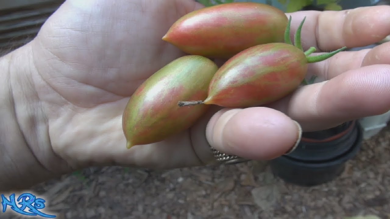 ⟹ Томат Lucky Tiger | Solanum lycopersicum | Обзор томатов 2019 года