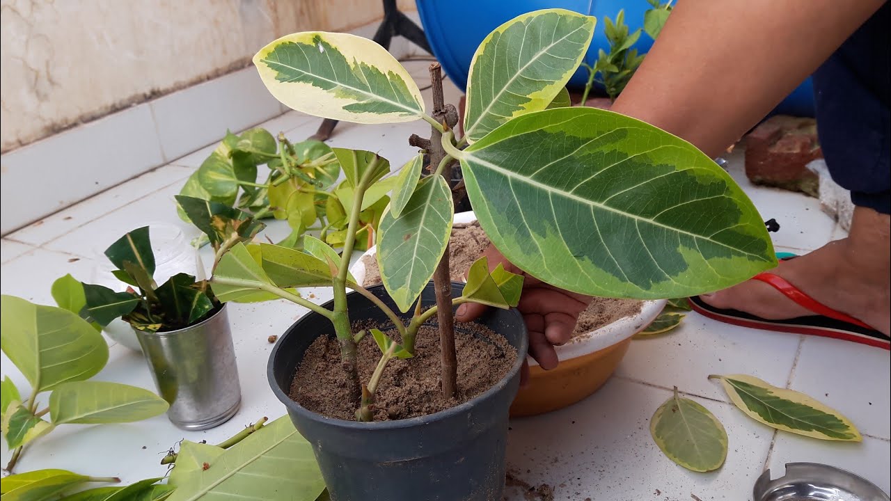 How to Grow Rubber /Banyan Plant by Cutting in Rainy Season || रबर प्लांट को कटिंग से कैसे उगाये