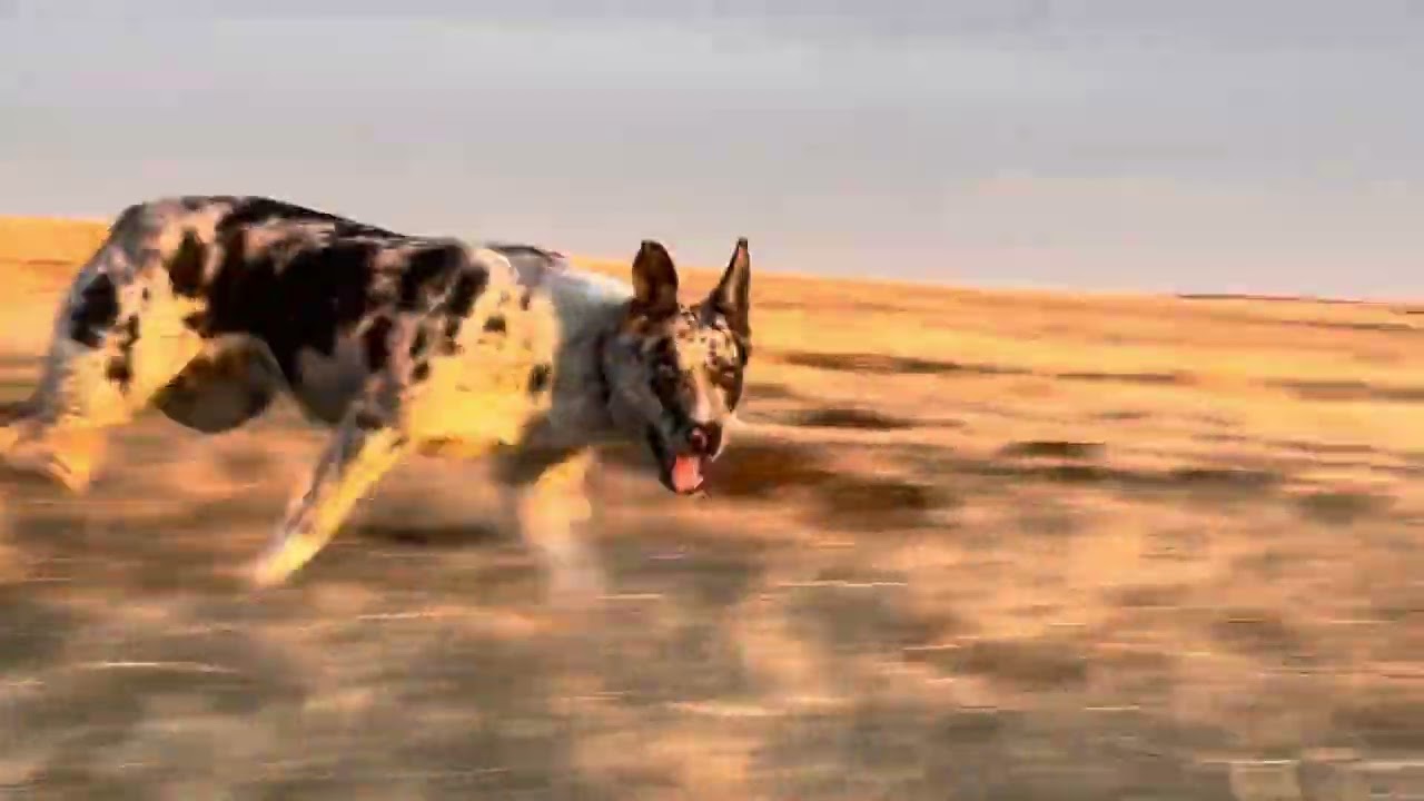 Dagley’s Flash - 9 month old Hangin Tree Cowdog