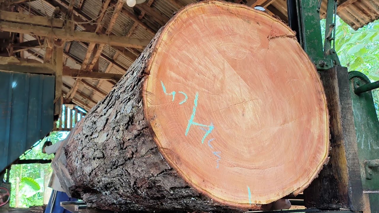 Kayu termahal di dunia!! Senilai 30 jt dari Kalimantan Tengah kayu raksasa di gergaji sawmill