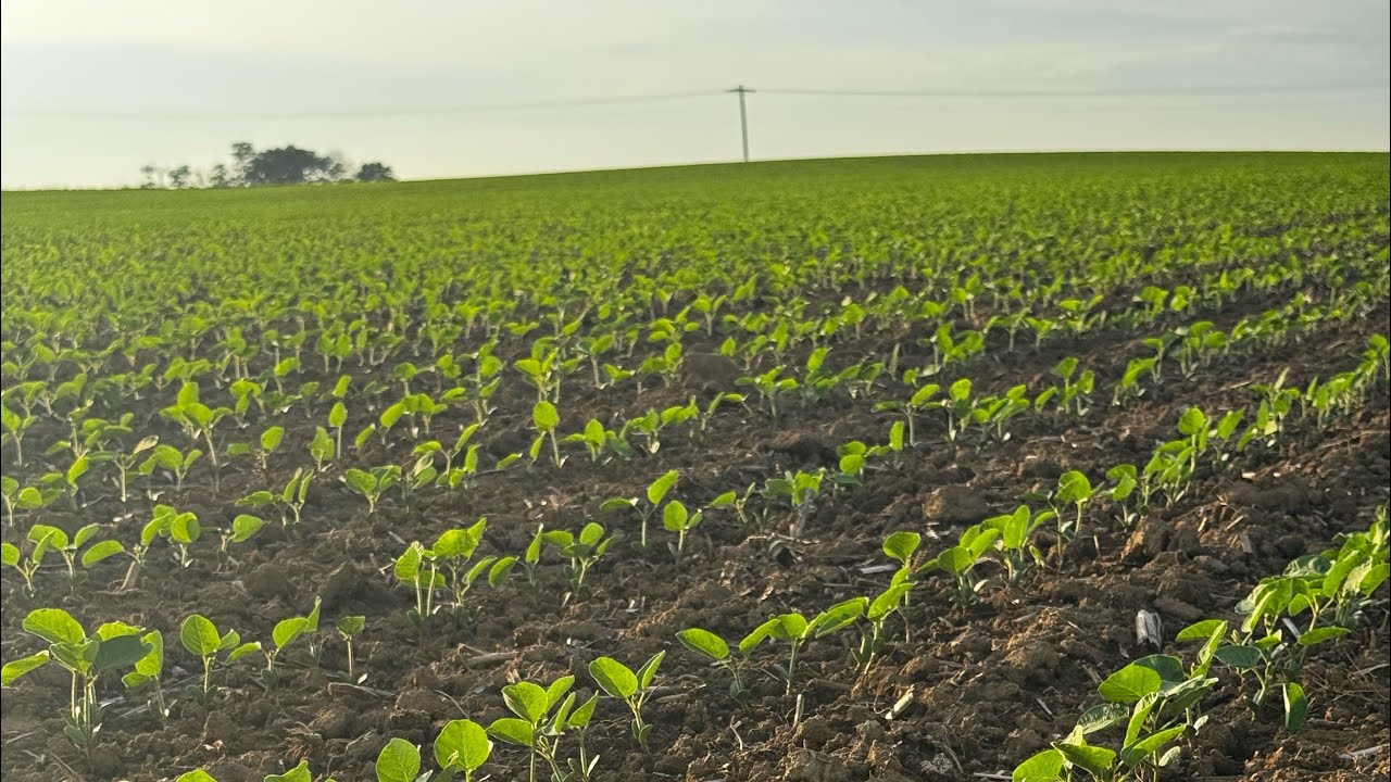 Does burning soybeans with herbicide increase yield potential?