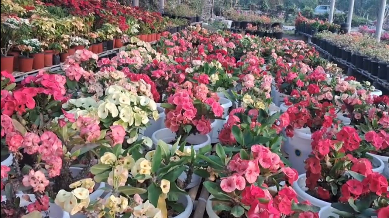 Beautiful Home Nursery visited at Meboh
