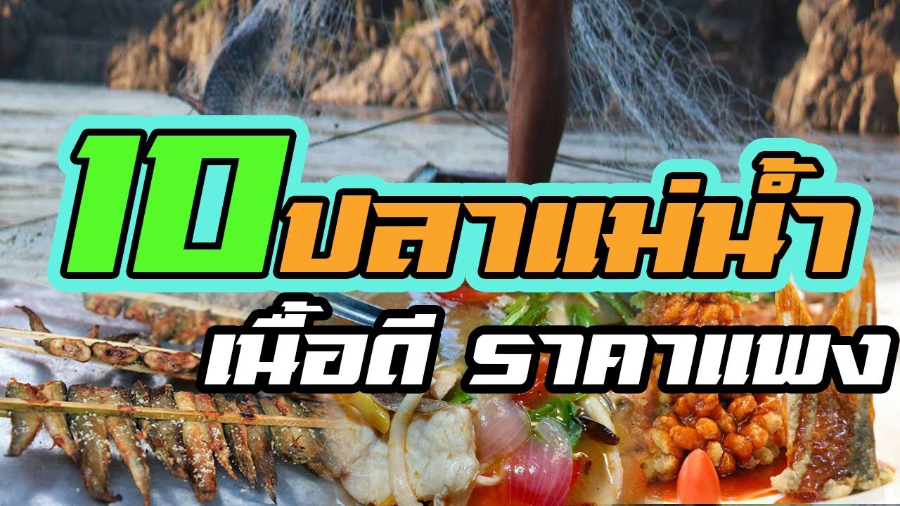 10 ปลาแม่น้ำ | เนื้อดี ราคาแพง |