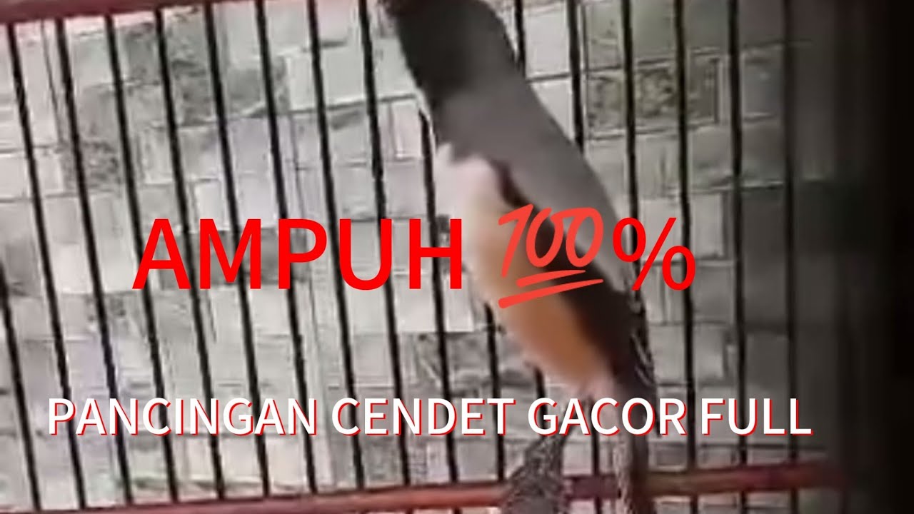 masteran burung cendet AMPU UNTUK PANCINGAN