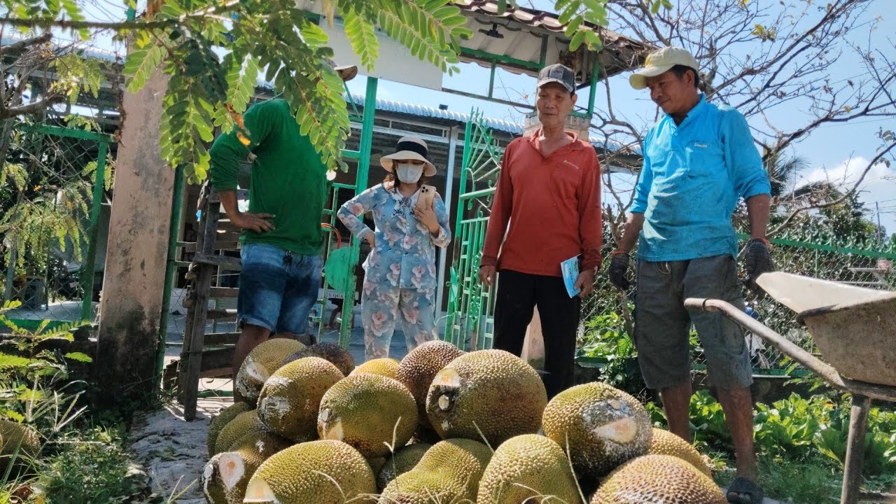 Người dân Hậu Giang thu hoạch mít ruột đỏ, vườn mít ông bảy trái to khủng và cái kết đắng.
