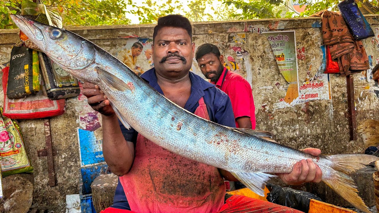 KASIMEDU 🔥 SPEED SELVAM | BIG SIZE SHEELA FISH CUTTING VIDEO | 4K VIDEO | KM FISH CUTTING 